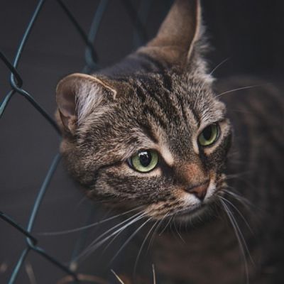 Коте