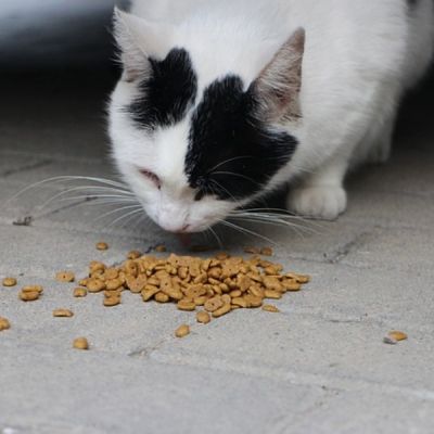 Храна за коте